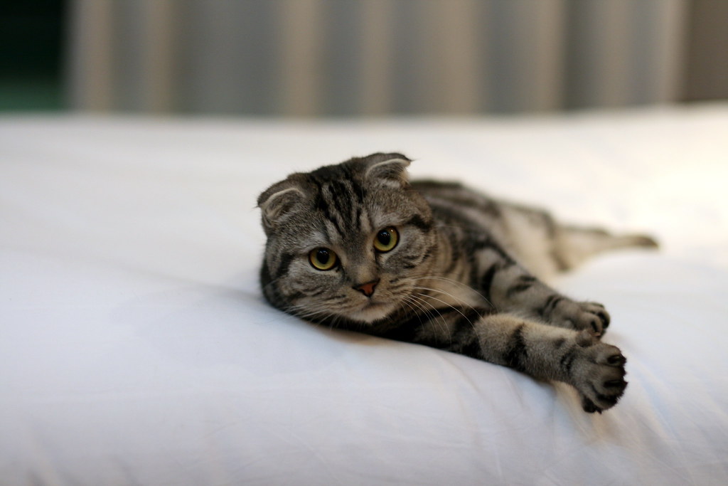 6. Scottish Fold - The Buddha Position Sleeper (Image Credits: Flickr)