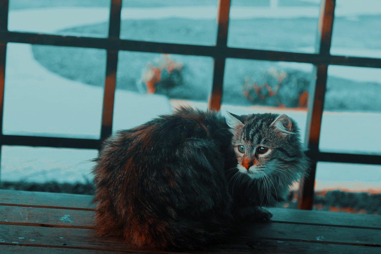 The Ancient Connection Between Cats and Earthquakes (Image Credits: Pixabay)