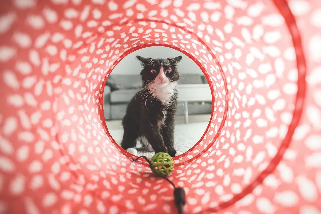 #7 It Could Be Tied to a Specific Toy's Texture or Scent (Image Credits: Pixabay)