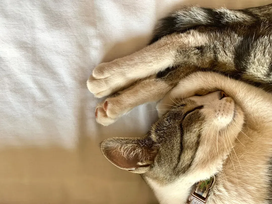 The Contortionist: Peak Flexibility Meets Deep Sleep (Image Credits: Unsplash)