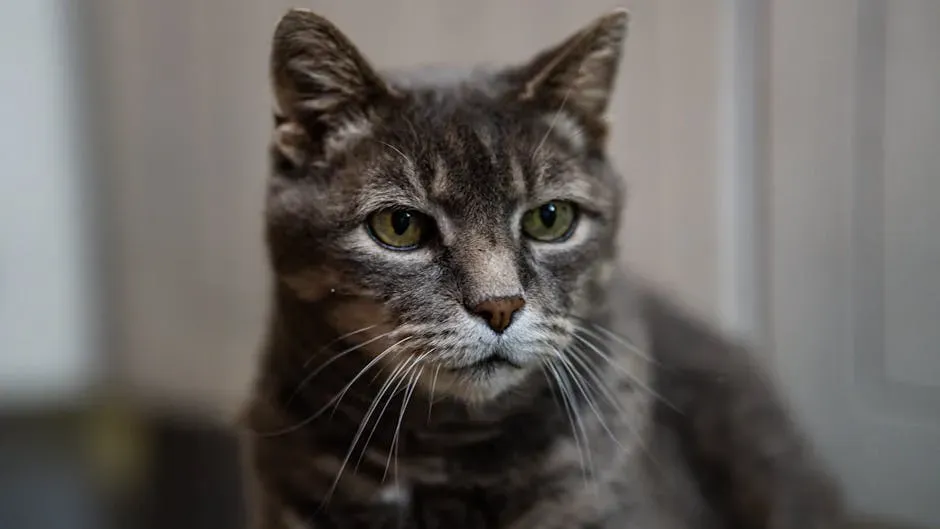 Conclusion: Your Senior Cat Deserves Better Than Outdated Myths (Image Credits: Pexels)