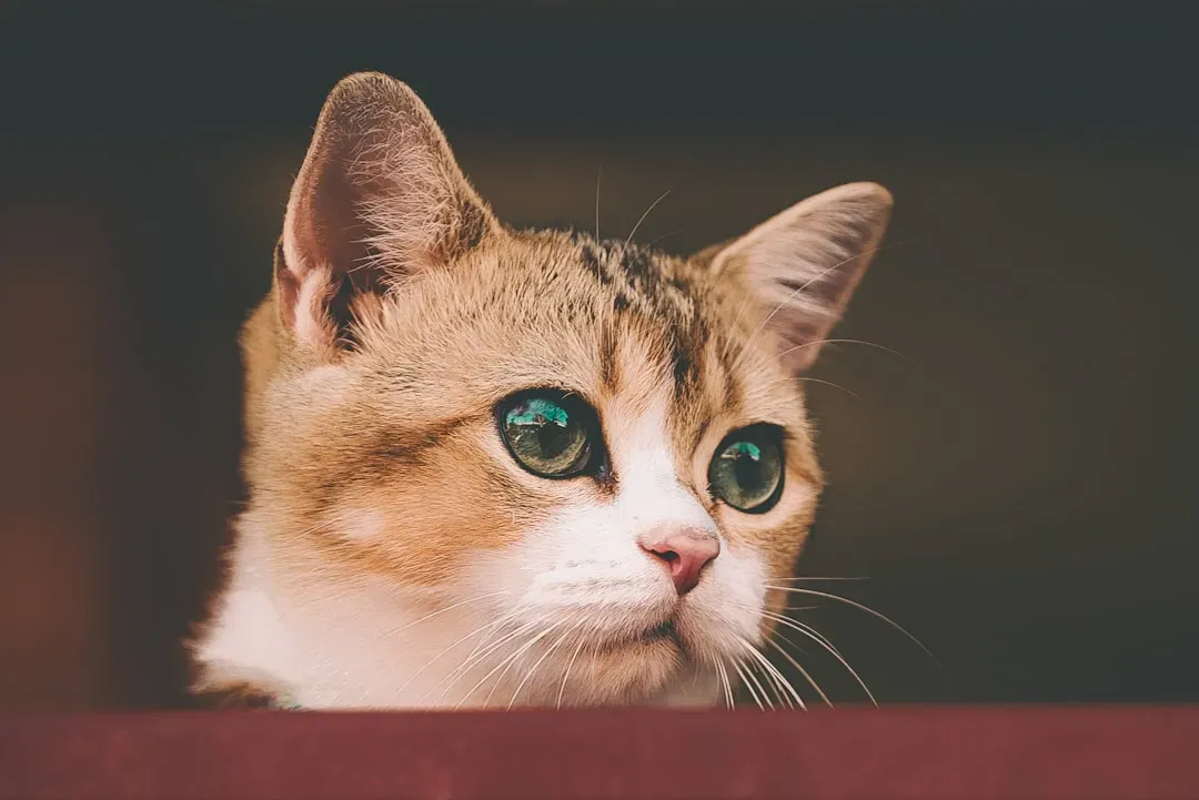 Conclusion: Your Cat Is Counting on You to Notice (Image Credits: Unsplash)
