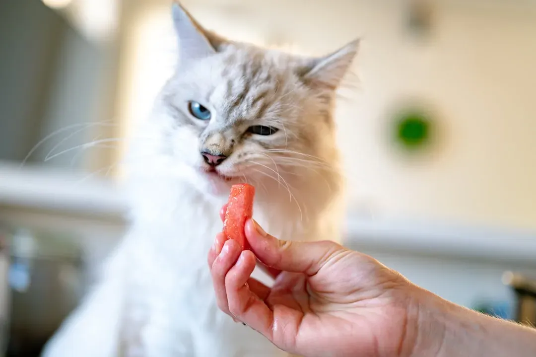 #7 - They Eat or Take Treats From Your Hand (Image Credits: Unsplash)