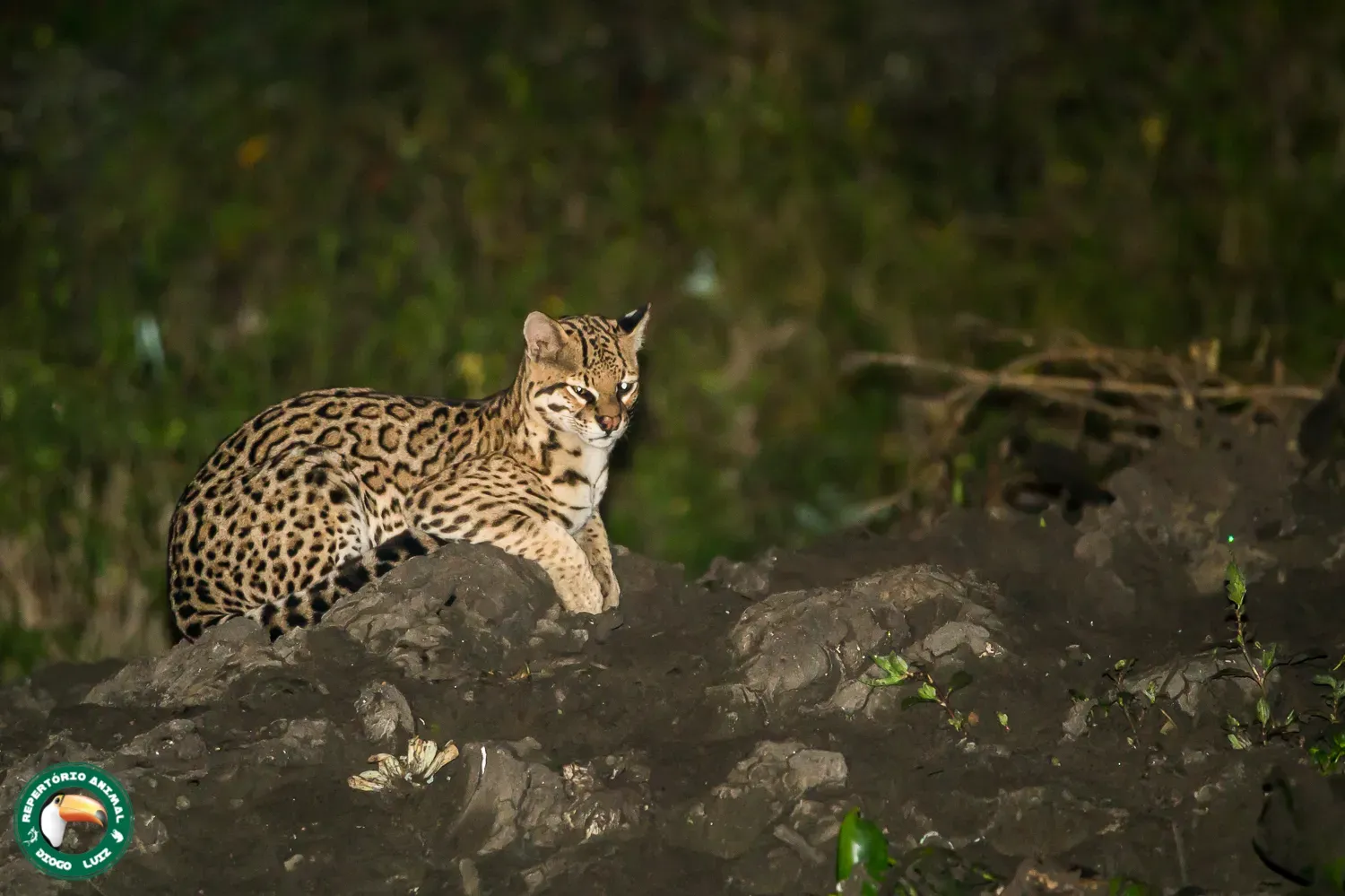 #7 Libra and the Ocelot (By Diogo Luiz, CC BY-SA 4.0)