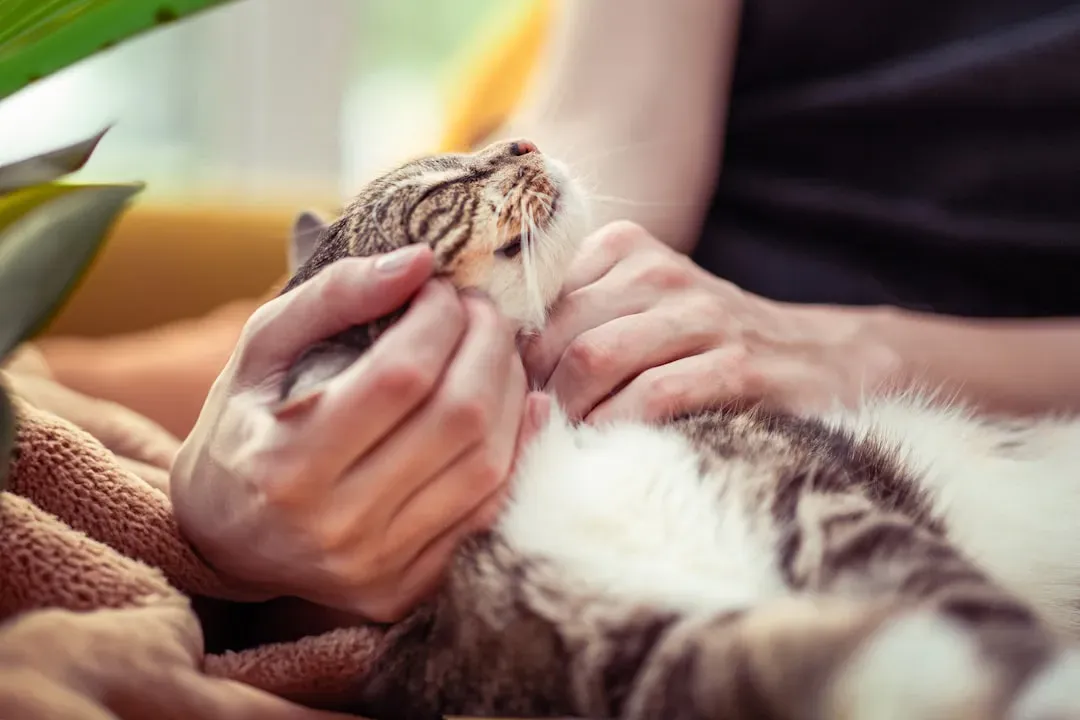 Your Body Language May Be Whispering “I Get You” in Cat (Image Credits: Unsplash)