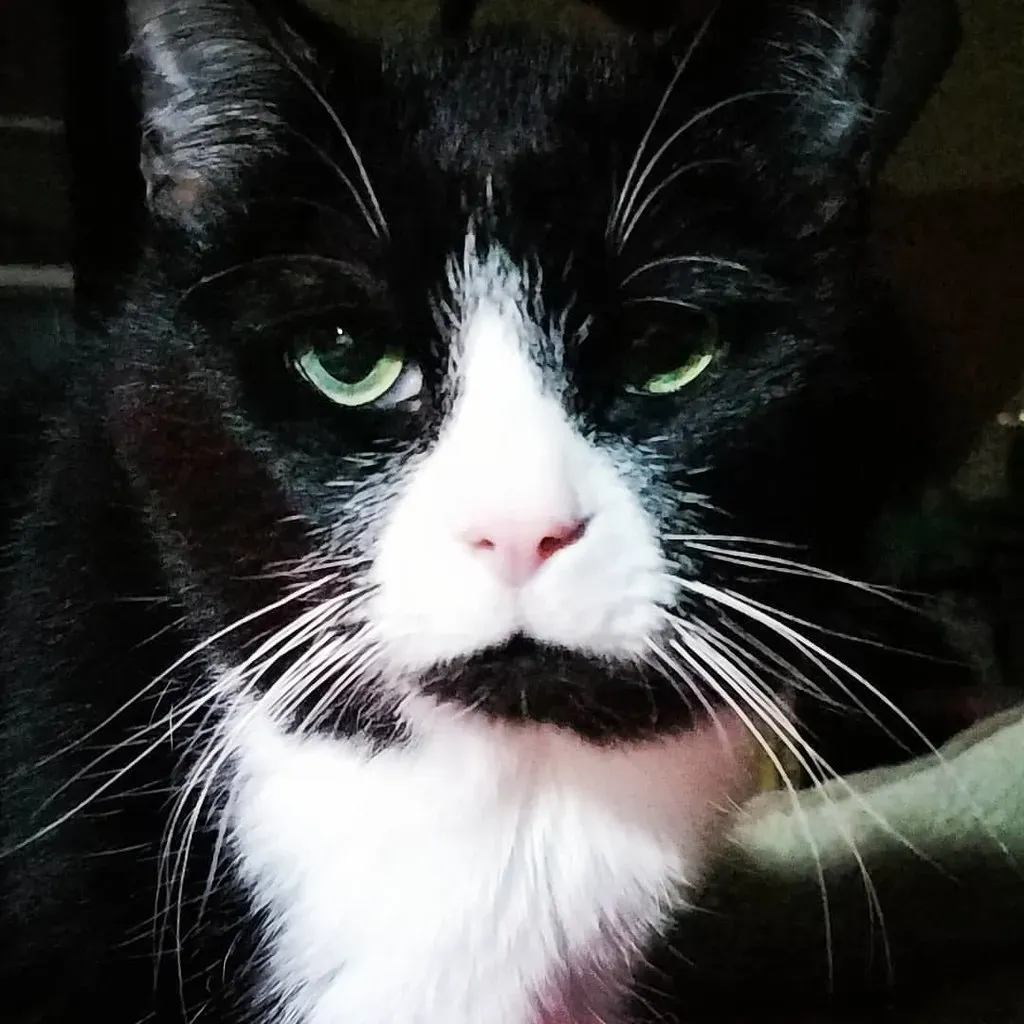 When Your Cat Officially Becomes a Senior (Image Credits: Flickr)