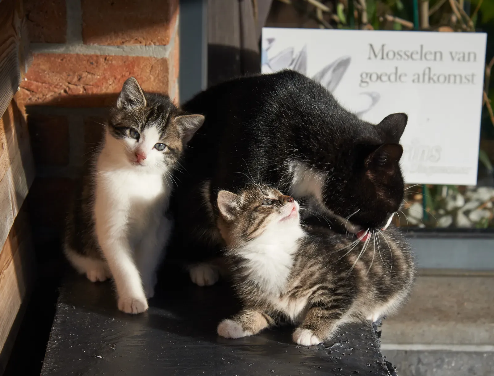 The Social Pack Mentality - You Are Part of the Clowder (Image Credits: Wikimedia)