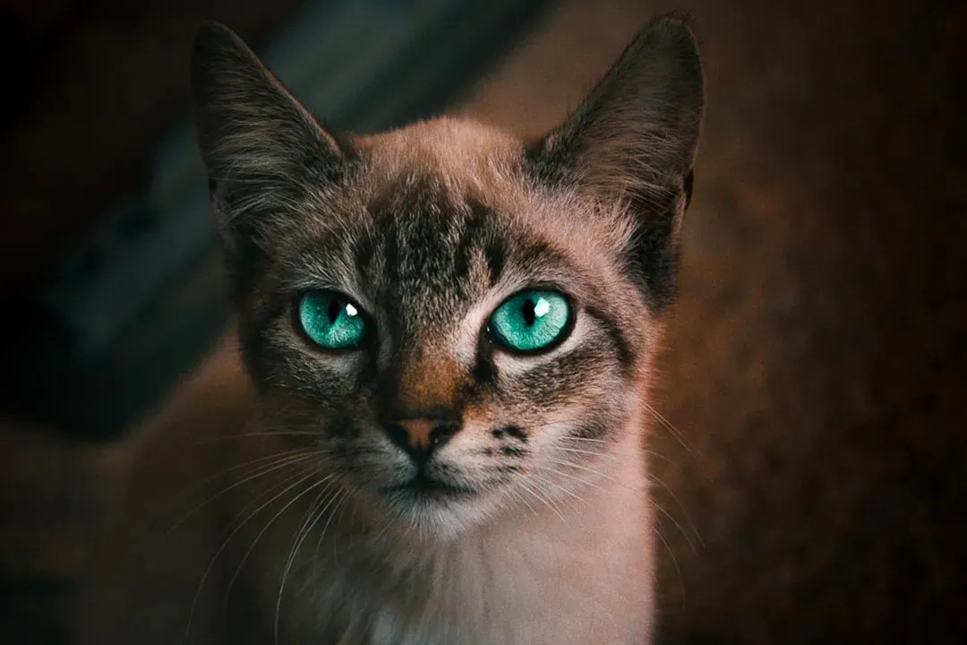 Your Cat's Color World Is Surprisingly Muted (Image Credits: Unsplash)
