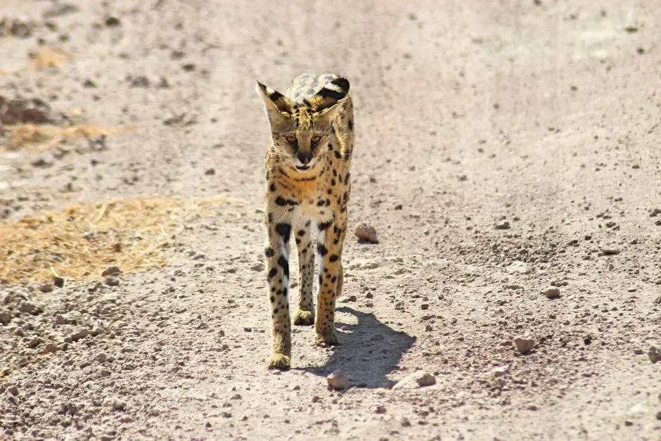 #7 Serval: the pouncing specialist of tall grass (Image Credits: Pexels)