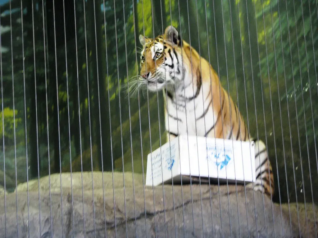 Big Cats Love Boxes Too (Image Credits: Flickr)