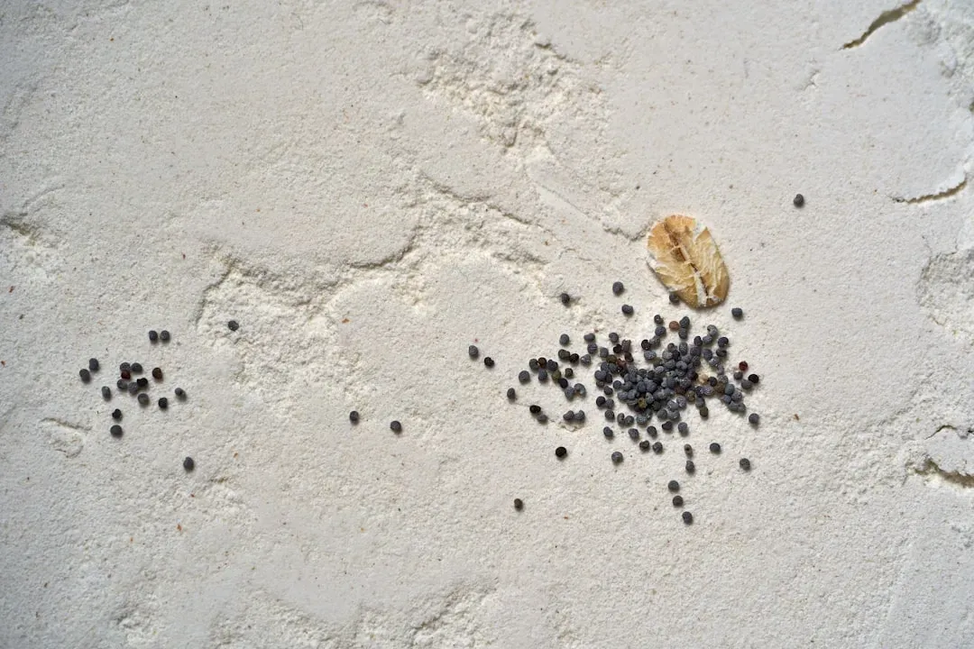 Tiny Droppings That Look Like Dirt (Image Credits: Unsplash)