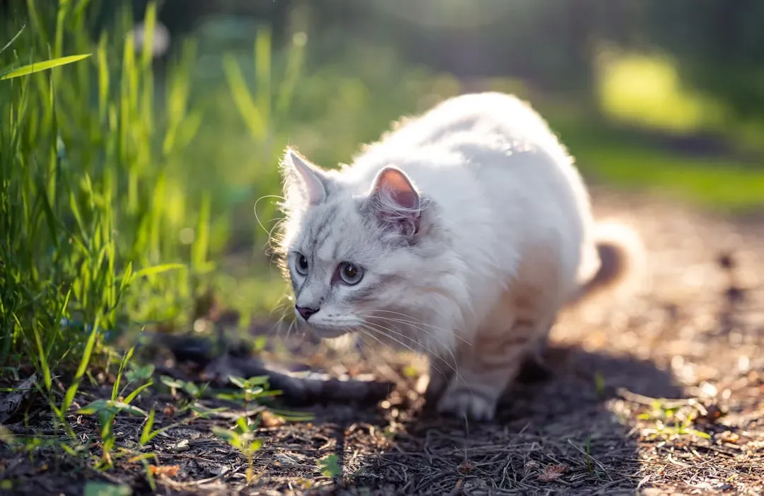 How You Can Support Your Cat's Inner Hunter (Image Credits: Unsplash)
