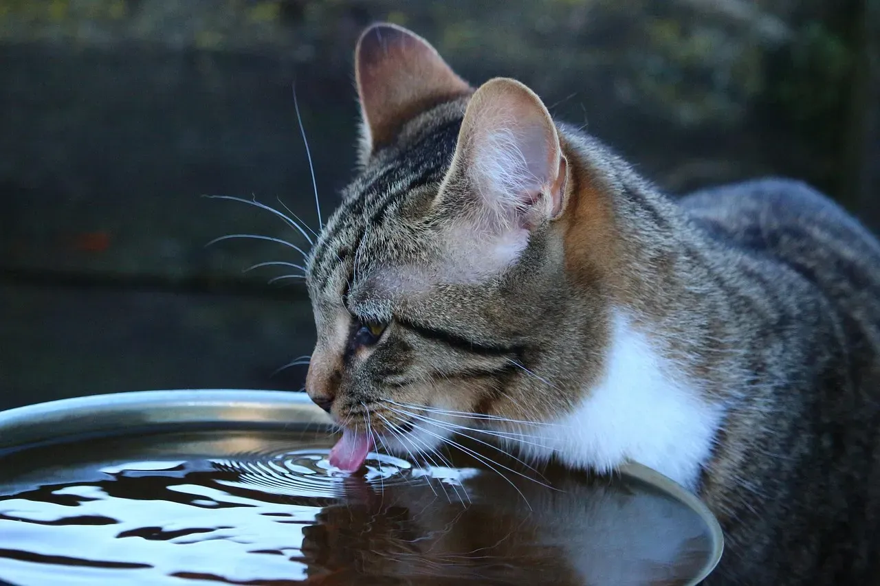 Practical Tips to Keep Your Cat Hydrated and Happy (Image Credits: Pixabay)