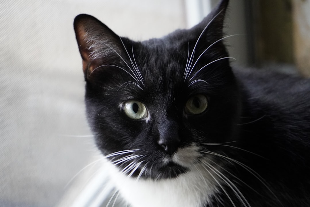 Oreo (Image Credits: Unsplash)