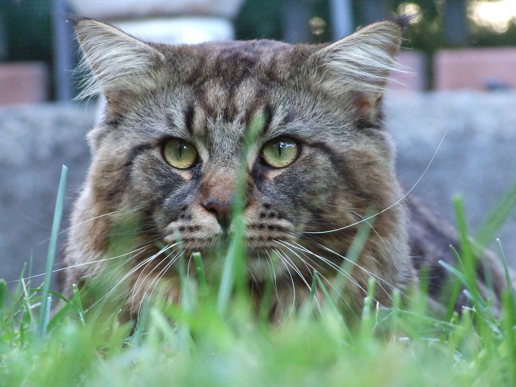 Native American Spirit Guides: Cats as Wisdom Keepers (Image Credits: Flickr)