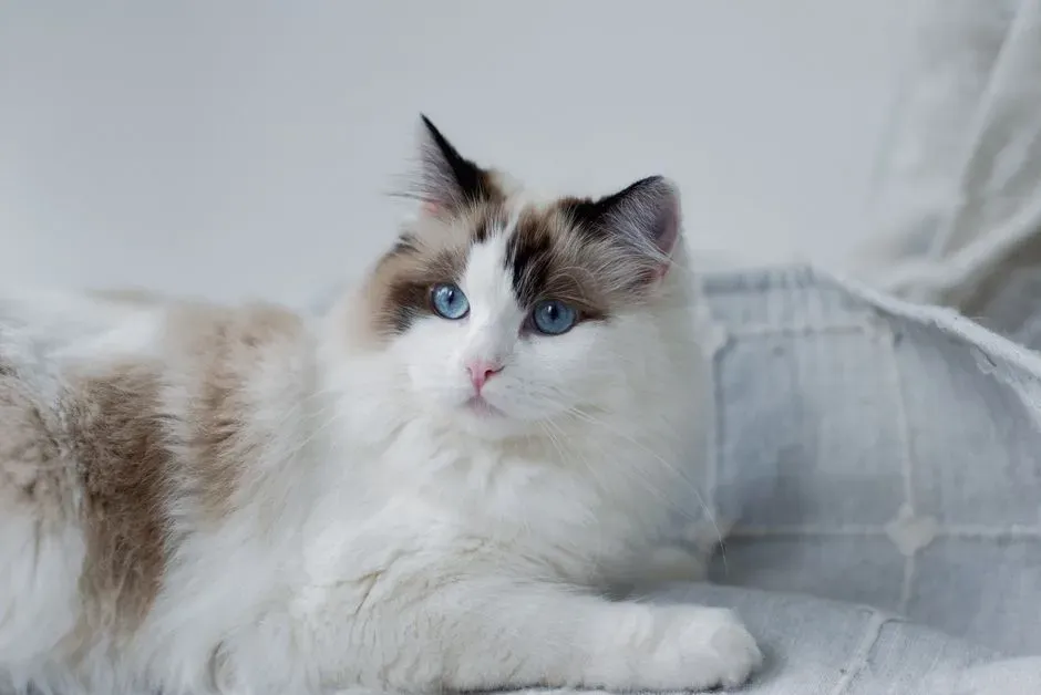 #1 - The Ragdoll's Ultimate Late-Life Sweetness (Image Credits: Pexels)