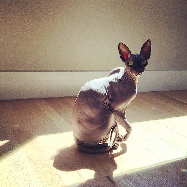 Sun Worship Is Their Religion (Image Credits: Flickr)