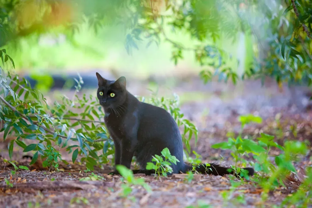 Why Some Cats Don't Wiggle (Image Credits: Unsplash)