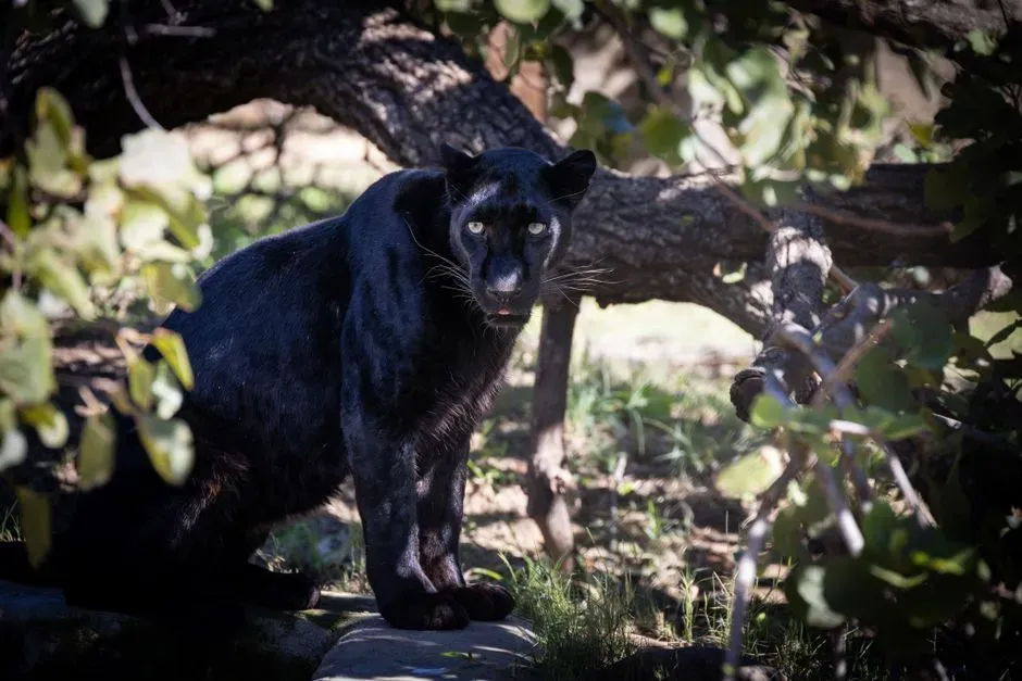 Why Evolution Keeps the Black Coat Around (Image Credits: Pexels)