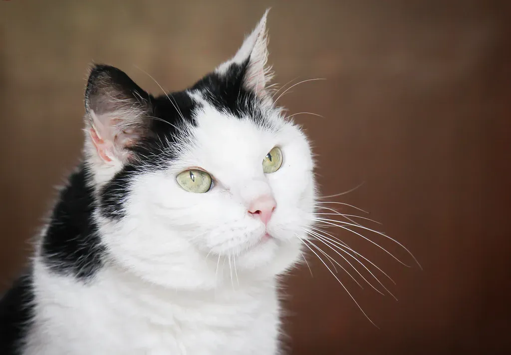 Myth 4: Senior Cats Can't Adapt or Learn New Things (Image Credits: Flickr)