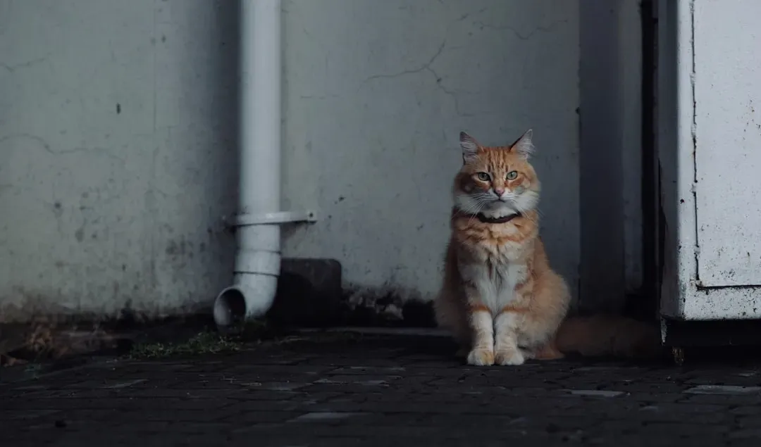 7. They May Be Anxious or Stressed (Image Credits: Unsplash)