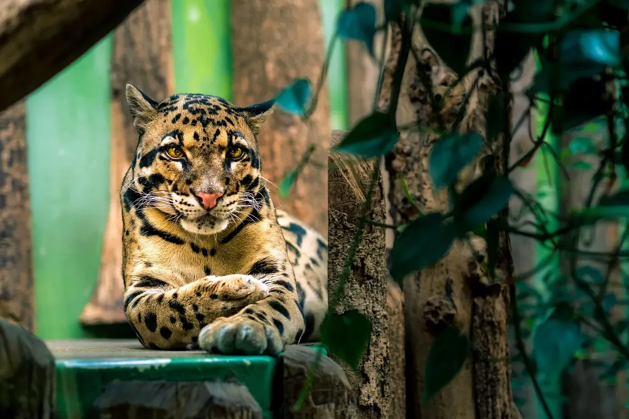 Zoos Offer Clues - but Not a Complete Script (Image Credits: Pixabay)