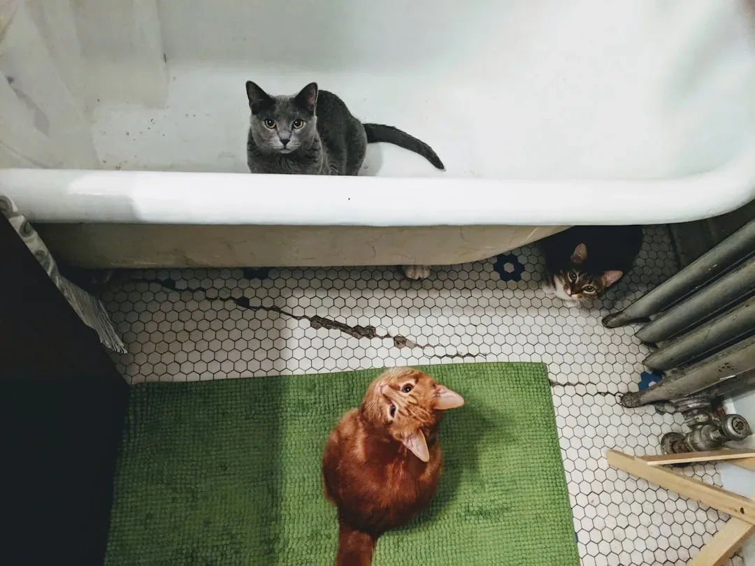 Your Bathroom Time Is Guaranteed Attention Time (From Their View) (Image Credits: Unsplash)