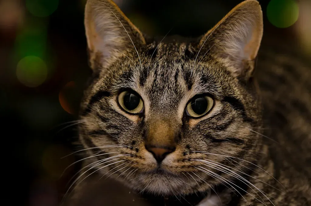 Dilated Pupils in Bright Light (Image Credits: Flickr)