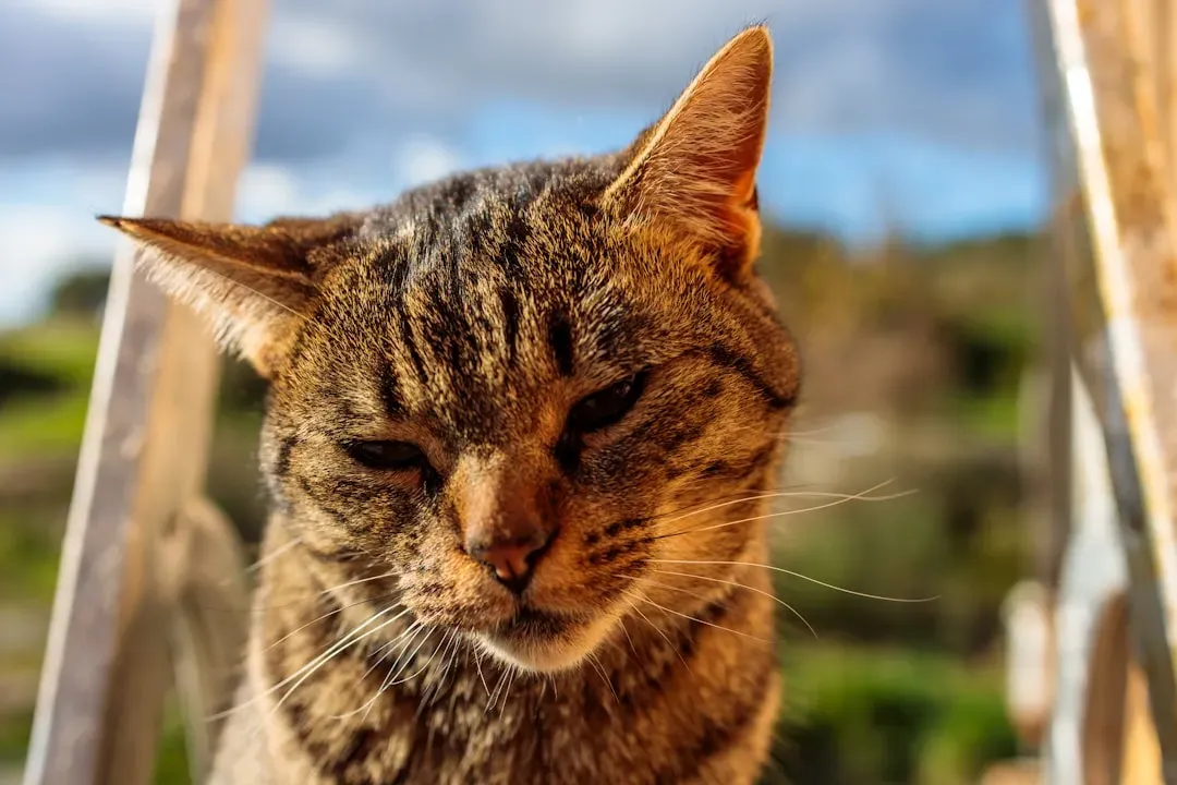 The Science Behind Feline Emotional Awareness (Image Credits: Unsplash)