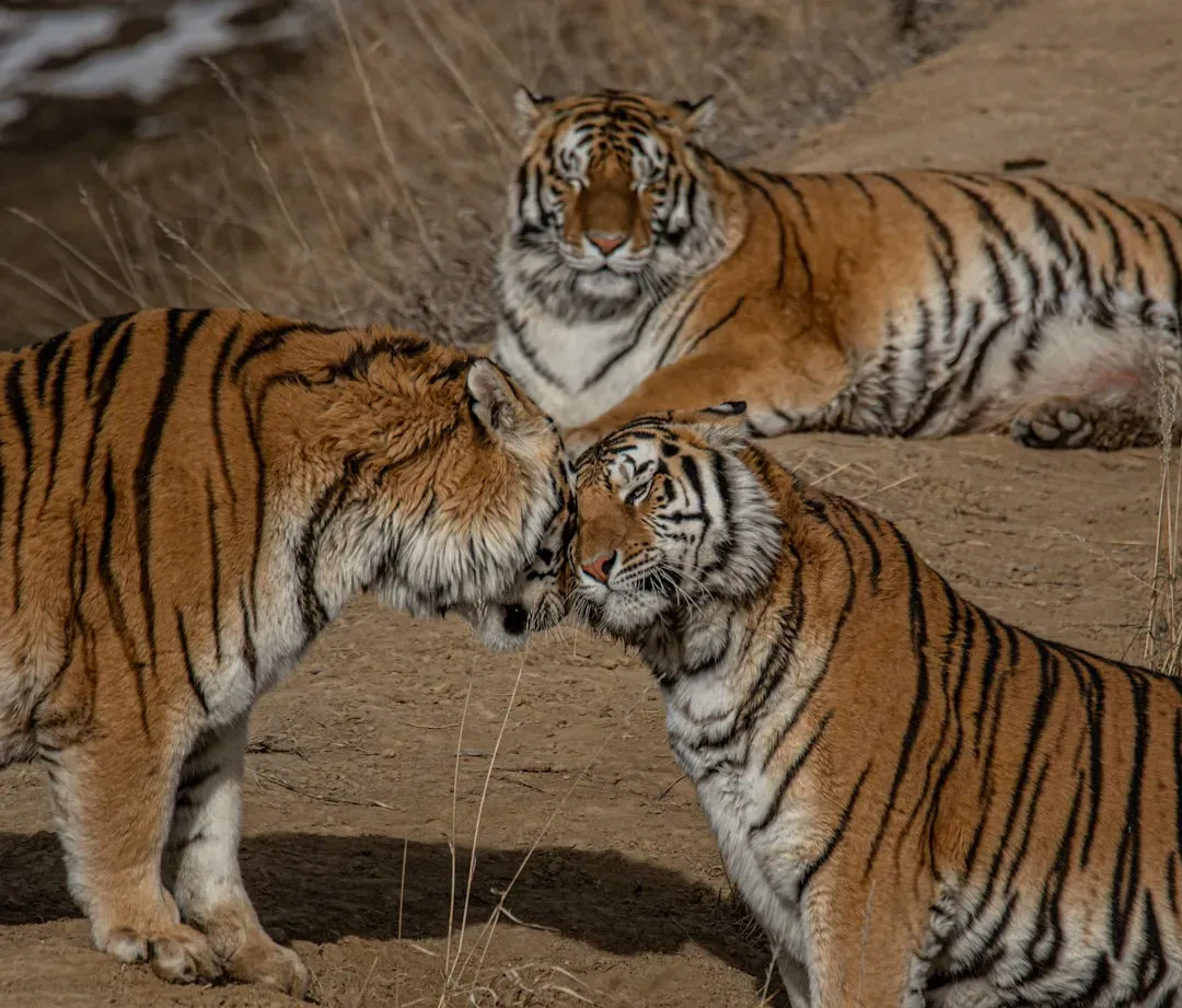 Brief Alliances, Shared Meals, and Rare Group Moments (Image Credits: Unsplash)