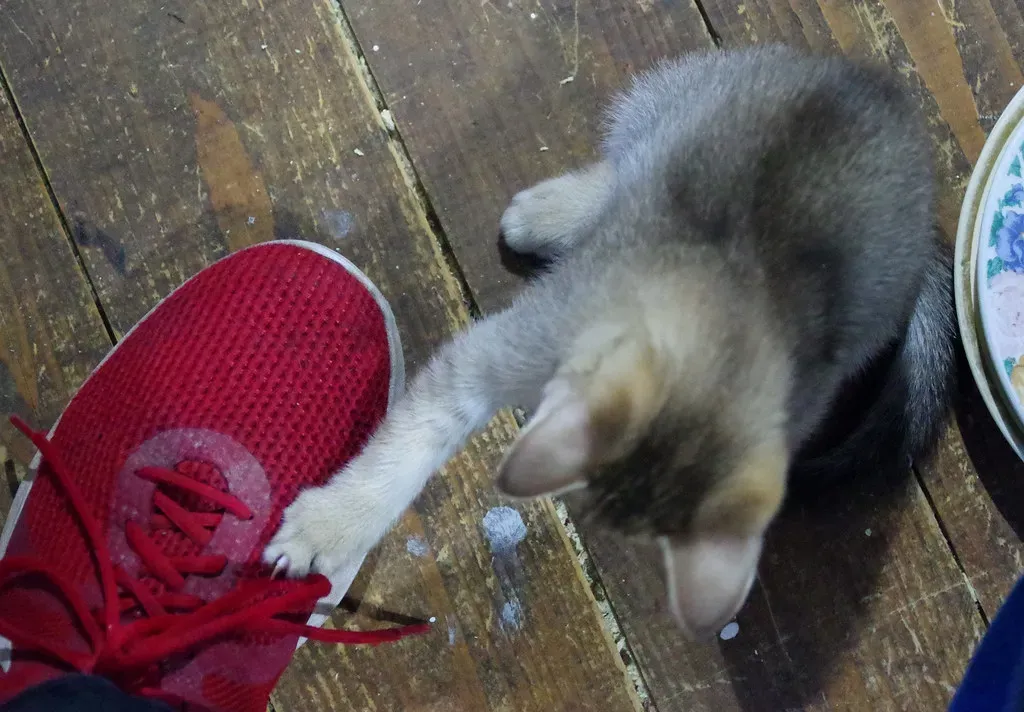 6. Shoelaces and Shoes (mattbuck4950, Flickr, CC BY-SA 2.0)