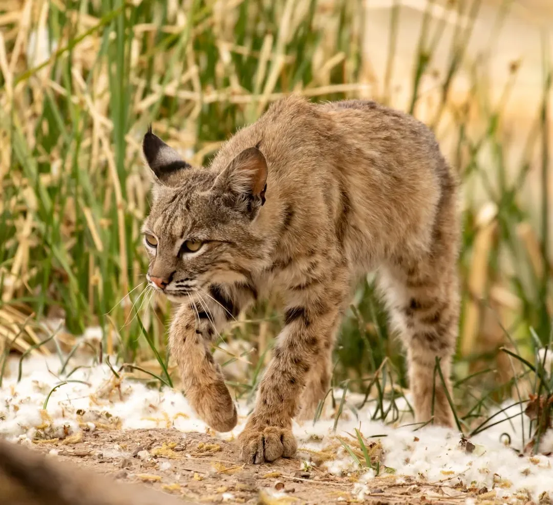 2. The Bobcat Is America’s Most Widespread Wild Cat (Image Credits: Unsplash)
