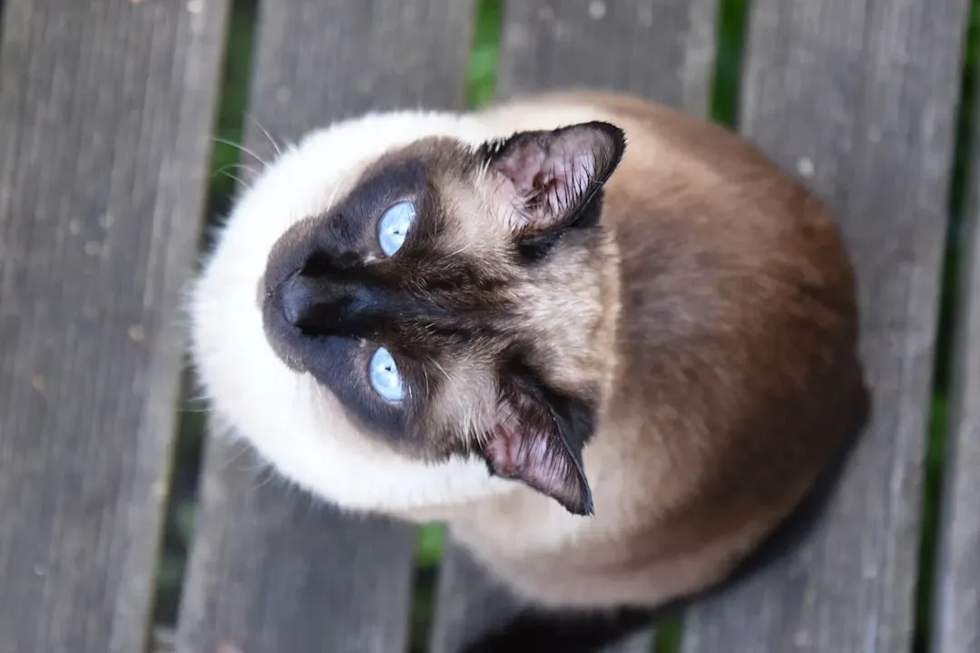 1. Siamese: The One-Person Wonder (Image Credits: Unsplash)