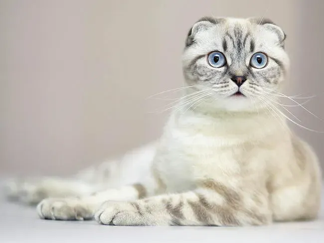 8. Scottish Fold: The Intuitive Sweetheart (Image Credits: Flickr)