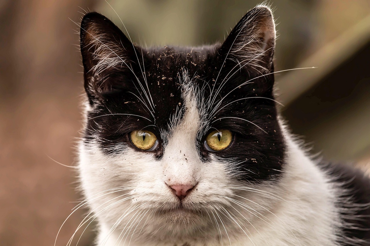 The Target Shopping Cart Cat (Image Credits: Pixabay)