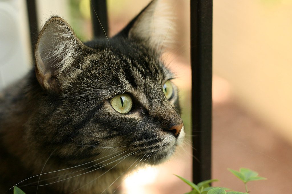 They're Wired for Exploration (Image Credits: Flickr)