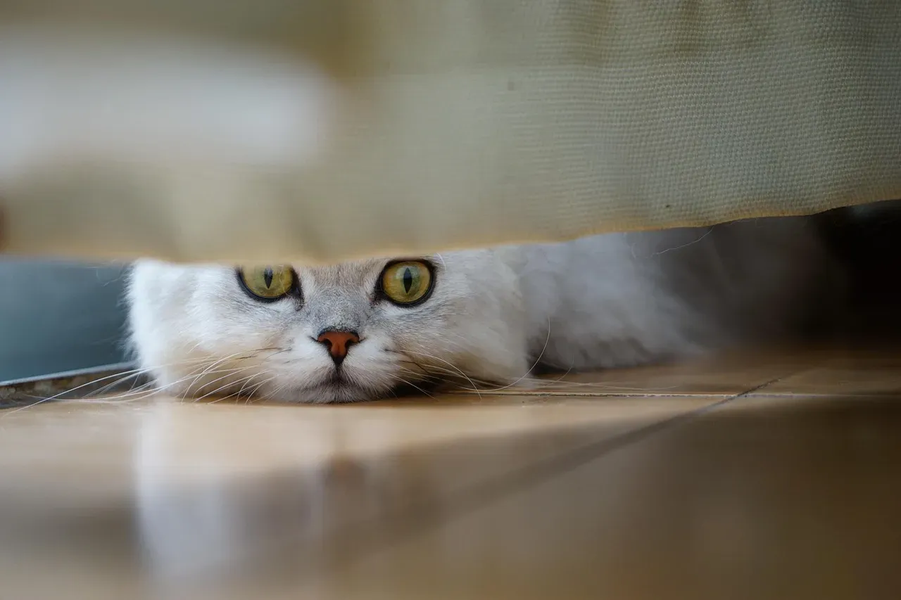 Whiskers Help Them Judge Whether They Can Fit Through Spaces (Image Credits: Pixabay)