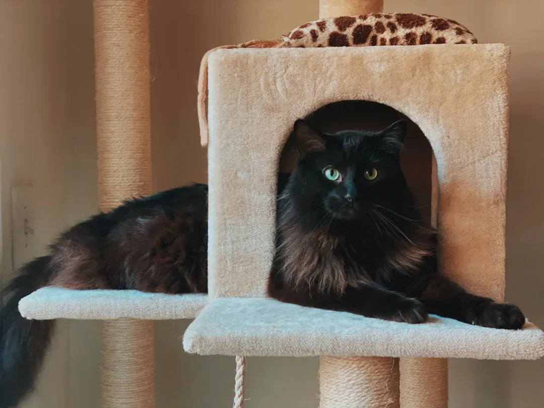 Building a Richer Environment Your Cat Will Genuinely Love (Image Credits: Unsplash)