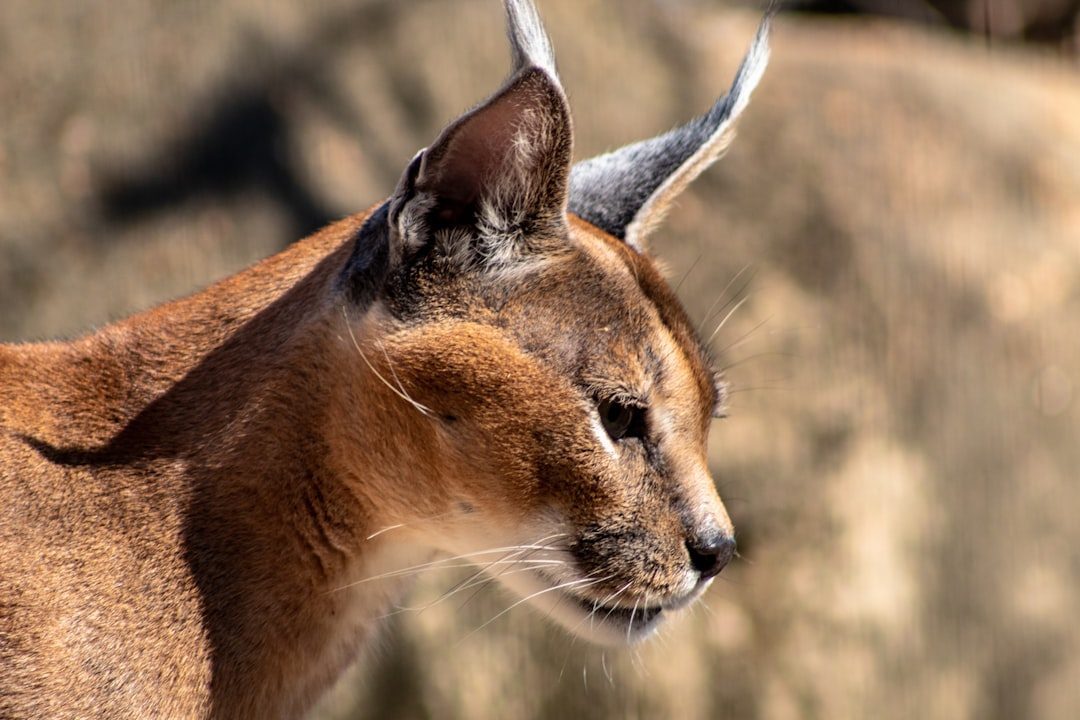 Caracals: Those Tufted Ears Hide a Fierce Predator (Image Credits: Unsplash)