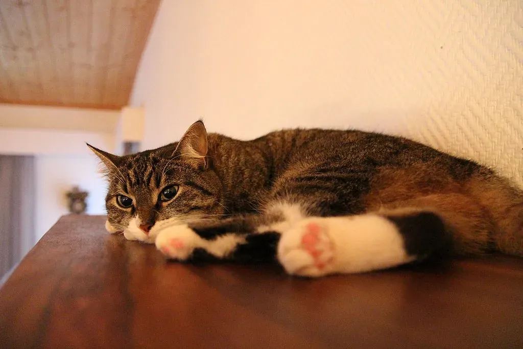 #1 The Basics of Feline Tail Language (Image Credits: Flickr)