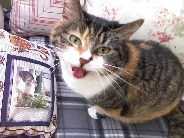 Rehearsing Communication Skills (Image Credits: Wikimedia)