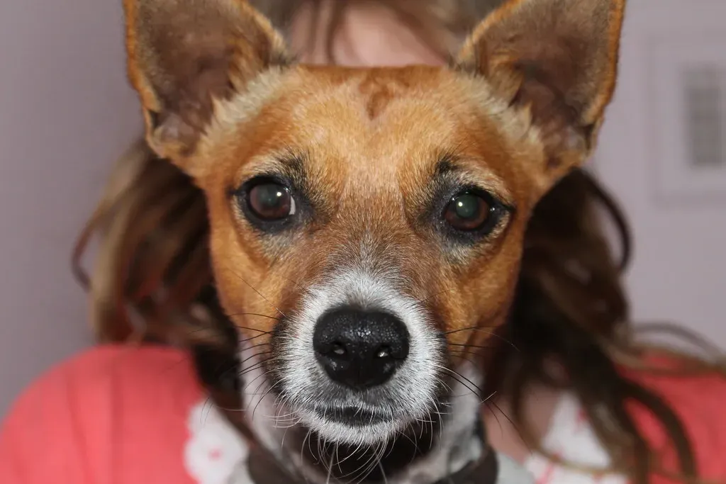 The Microbiome: The Unexpected Link Between Dogs and Mental Health (Image Credits: Flickr)