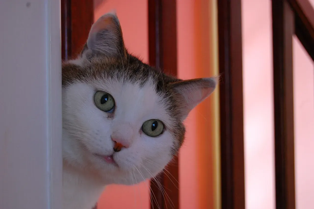 Hide and Seek: A Timeless Game That Actually Works on Cats (Image Credits: Pixabay)