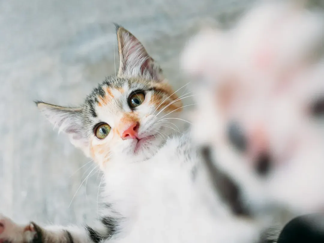 #6 Batting and swatting for paw dexterity (Image Credits: Unsplash)