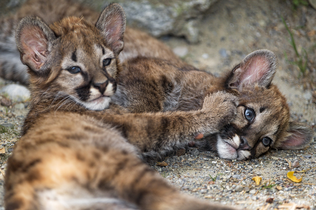 Mountain Lion Kittens Look Nothing Like Their Parents (Image Credits: Flickr)