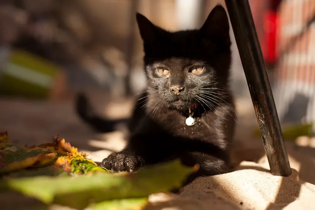 Sometimes They Just Want a Safe Place to Store Their Prize (Image Credits: Flickr)