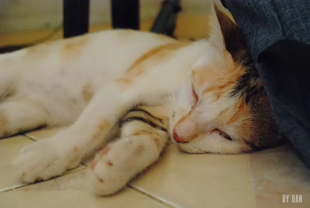 Conclusion: A Window Into the Feline Mind (Image Credits: Flickr)