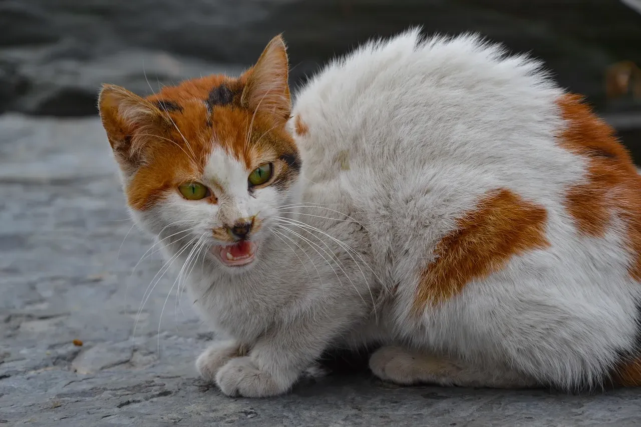 Stress, Anxiety, and Environmental Changes (Image Credits: Pixabay)