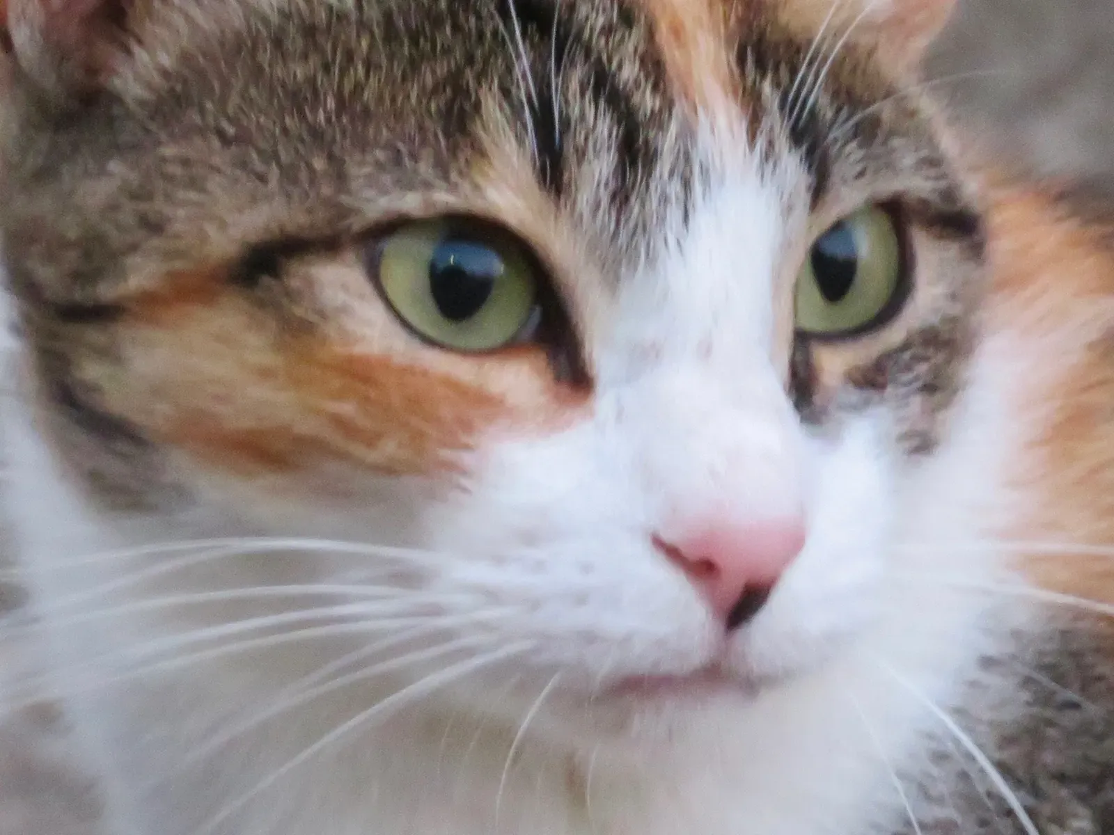 Conclusion: Your Cat Is Speaking, You Just Need to Listen (Image Credits: Wikimedia)