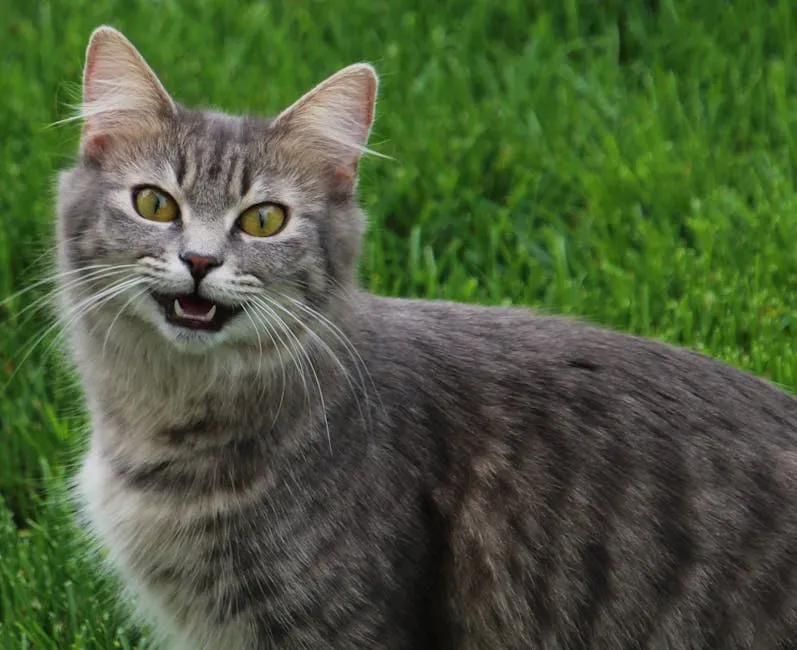 7. They Talk to You Constantly (Image Credits: Pexels)